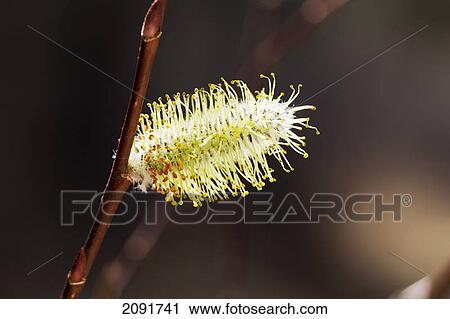 Stock Image - Close up of new growth pussy willow on branch; calgary, alberta, canada. Fotosearch