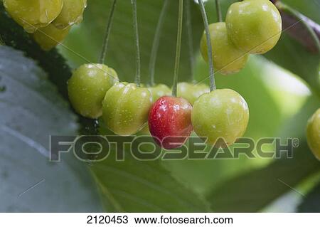 Close up of one ripe cherry among unripe cherries on the tree with rain droplets; summerland british columbia canada View Large Photo Image Stock Image - Close up of one ripe cherry among unripe cherries on the tree with rain droplets; summerland british columbia canada. Fotosearch