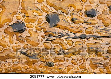 Close up of rain beaded on a stained cedar deck top with knots; calgary, alberta, canada View Large Photo Image Stock Photo - Close up of rain beaded on a stained cedar deck top with knots; calgary, alberta, canada. Fotosearch
