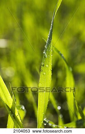 Close up of rain drops on a blade of wheat grass; alberta canada View Large Photo Image Stock Image - Close up of rain drops on a blade of wheat grass; alberta canada. Fotosearch