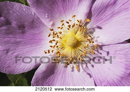 Close up of the centre of a wild rose; calgary alberta canada View Large Photo Image Stock Image - Close up of the centre of a wild rose; calgary alberta canada. Fotosearch