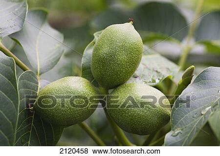 Stock Photo - Close up of three heartnuts on the tree; kelowna british columbia canada. Fotosearch