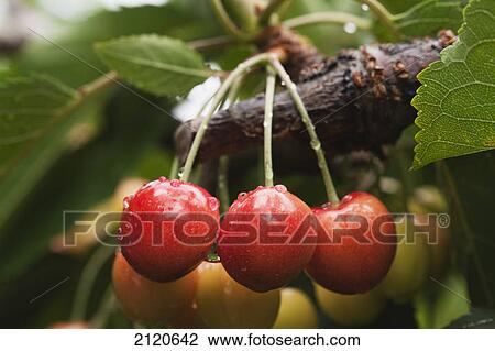 Close up of three ripe cherries on the branch with rain droplets; summerland british columbia canada View Large Photo Image Stock Image - Close up of three ripe cherries on the branch with rain droplets; summerland british columbia canada. Fotosearch