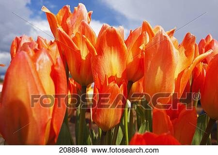 Stock Photo - Close up of tulips in a field at wooden shoe tulip farm; woodburn, oregon, united states of america. Fotosearch