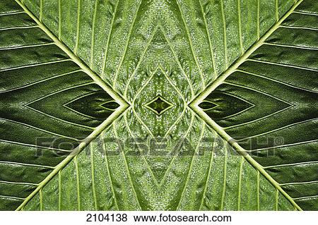 Close up of vein patterns in leaves; gold coast queensland australia View Large Photo Image Stock Photo - Close up of vein patterns in leaves; gold coast queensland australia. Fotosearch