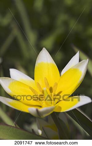 Stock Photo - Close up of yellow and white star tulip; calgary, alberta, canada. Fotosearch