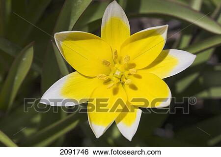 Stock Photograph - Close up of yellow and white star tulip; calgary, alberta, canada. Fotosearch