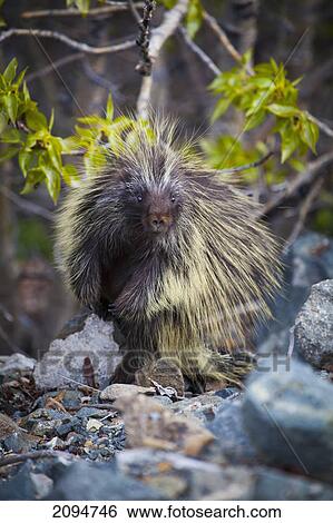 Stock Photograph - Common porcupine (erethizon dorsatum); carcross, yukon, canada. Fotosearch