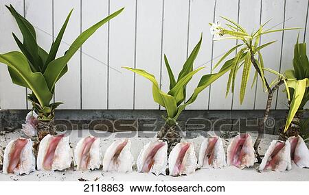Stock Image - Conch shells lined up in a garden for decoration; anegada british virgin islands. Fotosearch