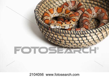 Corn snake in a basket; spruce grove alberta canada View Large Photo Image Stock Photograph - Corn snake in a basket; spruce grove alberta canada. Fotosearch
