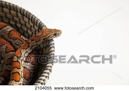 Corn snake in a basket; spruce grove alberta canada View Large Photo Image Stock Photography - Corn snake in a basket; spruce grove alberta canada. Fotosearch
