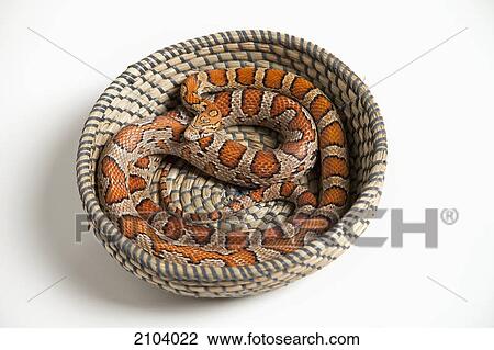 Corn snake (pantherophis guttatus guttatus) coiled in a basket; spruce grove alberta canada View Large Photo Image Stock Image - Corn snake (pantherophis guttatus guttatus) coiled in a basket; spruce grove alberta canada. Fotosearch
