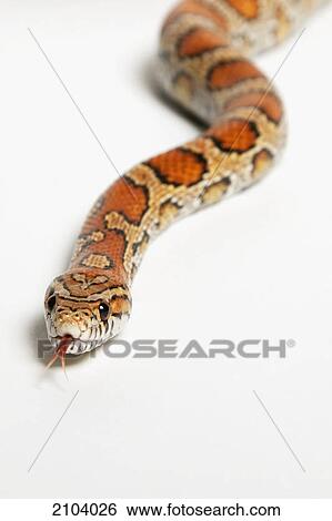 Corn snake (pantherophis guttatus guttatus); spruce grove alberta canada View Large Photo Image Stock Photograph - Corn snake (pantherophis guttatus guttatus); spruce grove alberta canada. Fotosearch