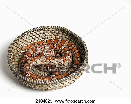 Corn snake (pantherophis guttatus guttatus) coiled in a basket; spruce grove alberta canada View Large Photo Image Stock Photography - Corn snake (pantherophis guttatus guttatus) coiled in a basket; spruce grove alberta canada. Fotosearch