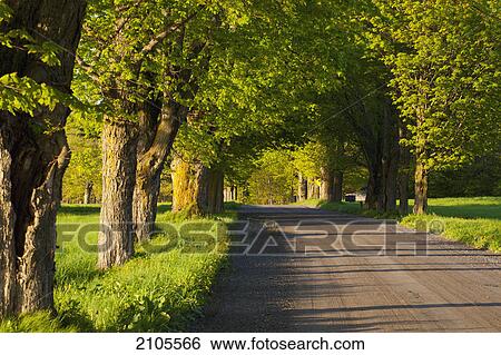 Country road in summer in late evening; farnham quebec canada View Large Photo Image Stock Photograph - Country road in summer in late evening; farnham quebec canada. Fotosearch