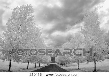 Picture - Country road with trees covered in frost; edmonton alberta canada. Fotosearch