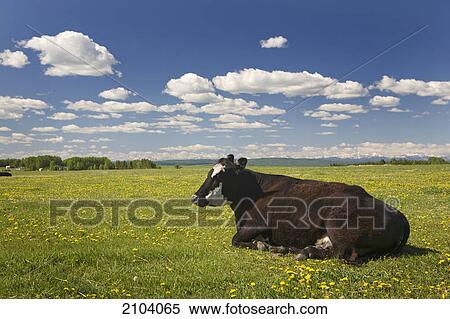 Cow sitting in field of grass and dandelions with clouds and blue sky west of calgary; alberta canada View Large Photo Image Stock Photography - Cow sitting in field of grass and dandelions with clouds and blue sky west of calgary; alberta canada. Fotosearch