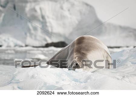 Crabeater seal (lobodon carcinophagus); antaractica View Large Photo Image Picture - Crabeater seal (lobodon carcinophagus); antaractica. Fotosearch