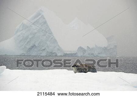 Picture - Crabeater seal (lobodon carcinophagus); antarctica. Fotosearch