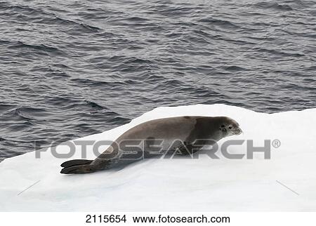 Crabeater seal (lobodon carcinophagus); antarctica View Large Photo Image Picture - Crabeater seal (lobodon carcinophagus); antarctica. Fotosearch