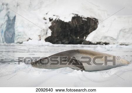 Stock Image - Crabeater seal (lobodon carcinophagus); antarctica. Fotosearch