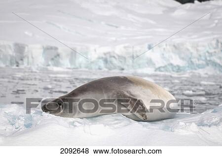 Stock Photo - Crabeater seal (lobodon carcinophagus); antarctica. Fotosearch