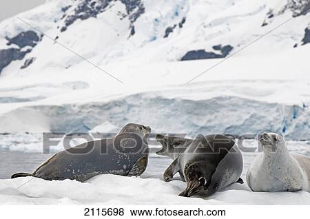Crabeater seal (lobodon carcinophagus); antarctica View Large Photo Image Stock Photo - Crabeater seal (lobodon carcinophagus); antarctica. Fotosearch