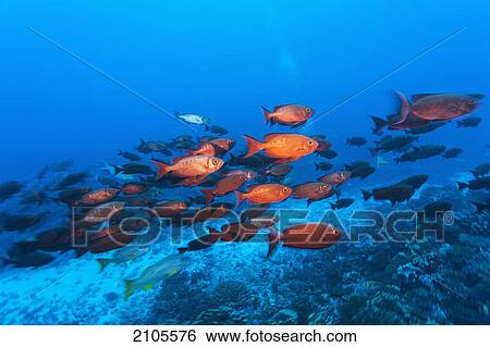 Crimson bigeyes (priacanthus hamrur); fakarava island tuamotus group french polynesia south pacific View Large Photo Image Stock Photograph - Crimson bigeyes (priacanthus hamrur); fakarava island tuamotus group french polynesia south pacific. Fotosearch