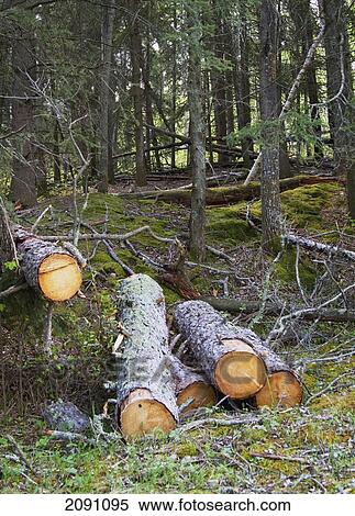 Stock Photography - Cut logs in elk island national park; alberta, canada. Fotosearch
