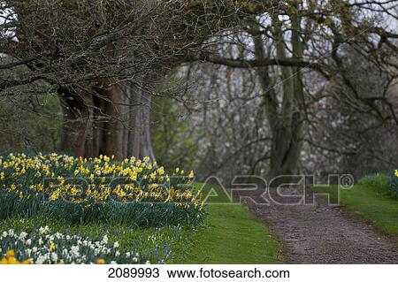 Daffodils blossoming beside a path; hirsel, scottish borders, scotland View Large Photo Image Stock Image - Daffodils blossoming beside a path; hirsel, scottish borders, scotland. Fotosearch