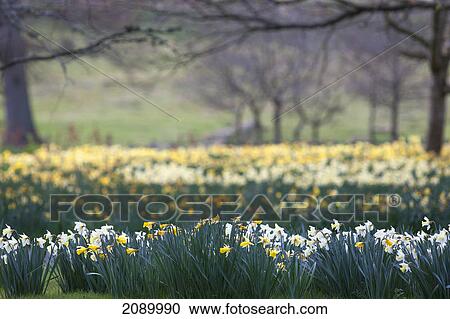Daffodils blossoming in a field; hirsel, scottish borders, scotland View Large Photo Image Stock Image - Daffodils blossoming in a field; hirsel, scottish borders, scotland. Fotosearch