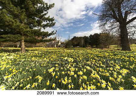 Stock Image - Daffodils blossoming in a field; hirsel, scottish borders, scotland. Fotosearch