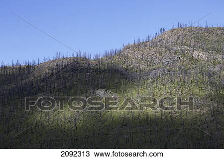 Stock Image - Damage from 2003 forest fire; barriere, british columbia, canada. Fotosearch