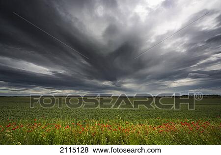 Dark storm clouds over a field with red wildlfowers; northumberland england View Large Photo Image Stock Photo - Dark storm clouds over a field with red wildlfowers; northumberland england. Fotosearch