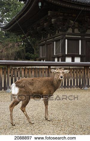 Deer in front of a japanese pagoda; nara, japan View Large Photo Image Stock Photo - Deer in front of a japanese pagoda; nara, japan. Fotosearch