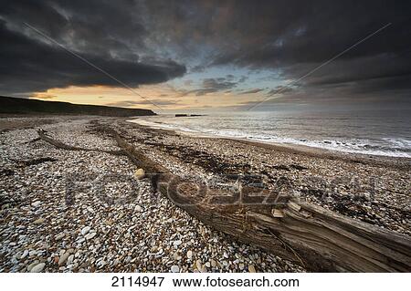 Stock Photo - Driftwood laying on the gravel beach; sunderland tyne and wear england. Fotosearch