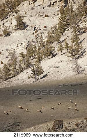 Elk grazing on a hillside; wyoming united states of america View Large Photo Image Stock Photo - Elk grazing on a hillside; wyoming united states of america. Fotosearch