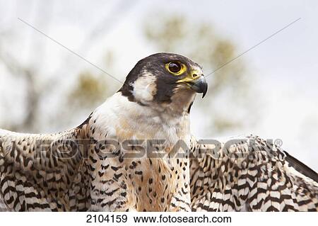 Stock Photo - Falcon; fort saskatchewan alberta canada. Fotosearch