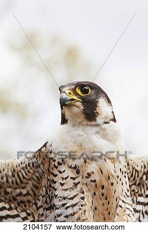 Stock Photo - Falcon on the look for prey; fort saskatchewan alberta canada. Fotosearch