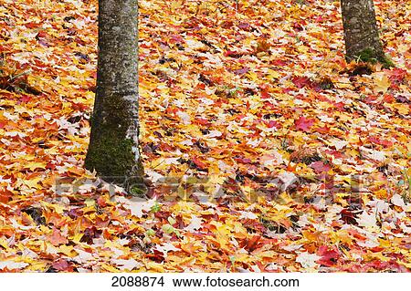 Fallen leaves in autumn colours; oregon, united states of america View Large Photo Image Picture - Fallen leaves in autumn colours; oregon, united states of america. Fotosearch