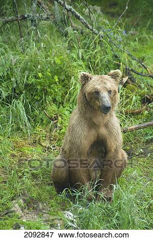 Stock Photo - Female brown bear (ursus arctos) at brooks camp in katmai national park; alaska, united states of america. Fotosearch