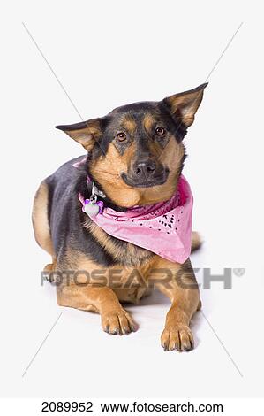 Female german shepherd on a white background; st. albert, alberta, canada View Large Photo Image Stock Image - Female german shepherd on a white background; st. albert, alberta, canada. Fotosearch
