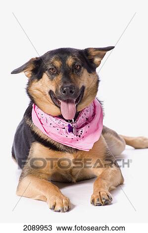 Stock Image - Female german shepherd on a white background; st. albert, alberta, canada. Fotosearch