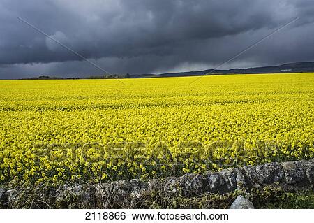 Stock Photograph - Field of rapeseed; st. andrews scotland. Fotosearch