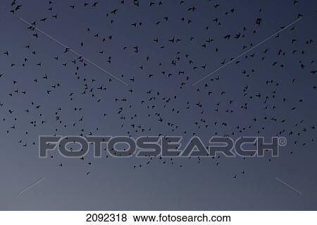 Flock of birds against a dusk sky; palgrave, ontario, canada View Large Photo Image Stock Photo - Flock of birds against a dusk sky; palgrave, ontario, canada. Fotosearch