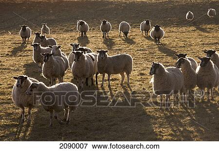 Stock Photo - Flock of sheep in a field at sunset; northumberland, england. Fotosearch
