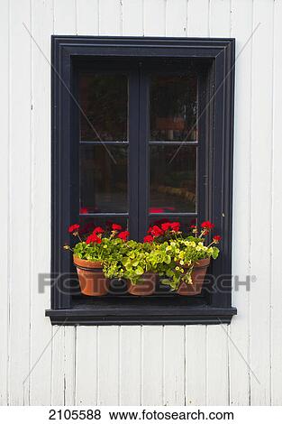 Flower pots on a window ledge; trois-rivieres quebec canada View Large Photo Image Stock Photo - Flower pots on a window ledge; trois-rivieres quebec canada. Fotosearch
