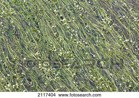 Picture - Flowering river weed; dunmanyway county cork ireland. Fotosearch