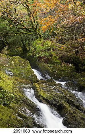 Flowing creek in the woods in autumn; glengarriff, county cork, ireland View Large Photo Image Stock Image - Flowing creek in the woods in autumn; glengarriff, county cork, ireland. Fotosearch
