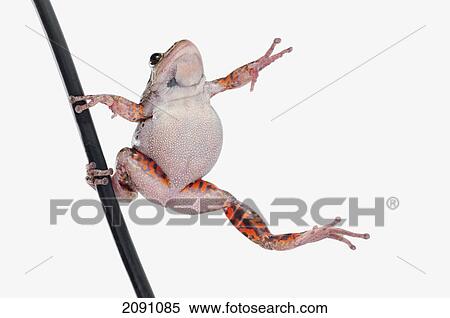 Frog dancing in the rain on a pole; alberta, canada View Large Photo Image Stock Photography - Frog dancing in the rain on a pole; alberta, canada. Fotosearch